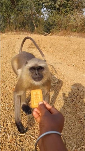 This Wild Langur Calmly Walked Up for a Biscuit 🐒!