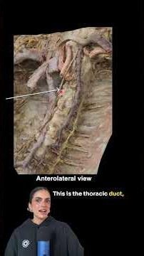 Anatomy of the Thorax | Which structure was injured during the surgery? | Med School Bootcamp