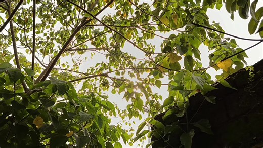 Exploring Xiaomi Redmi Note 14 4G Features