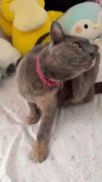 #cat #cute #matercat Max up for adoption