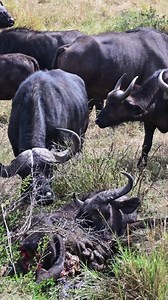 In the silence of the savanna, even the strongest hearts break. When a buffalo falls, the herd gathers close not just out of instinct, but out of love and loyalty. They mourn, they remember, and they remind us that grief is not only human. #WildEmotions #buffalo #grieving #familyfirst #fblifestyle #EmotionalExpression #porcupinetours | Jacqueline Emmanuel