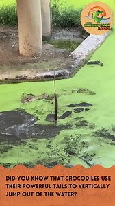 Davao Crocodile Park & Zoo on Reels