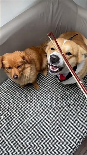 This is the only way to calm a dog when it's agitated.