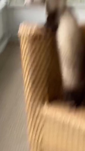 Ferret Daddy on TikTok