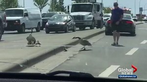 ‘I guess I got too close’: Man attacked by goose