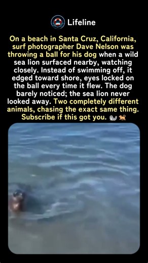 A Wild Sea Lion Wanted In on the Game of Fetch 🦭🐕