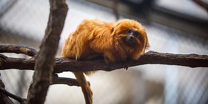 Golden lion tamarin