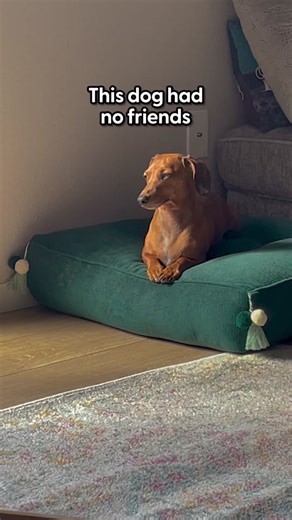 Heartwarming Surprise for Lonely Dog | Emotional Reunion Story