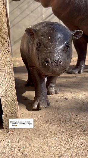 House Hippo: Real or Myth? Unveiling the Halloween Mystery