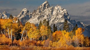 9 Beautiful Trees Native to Wyoming