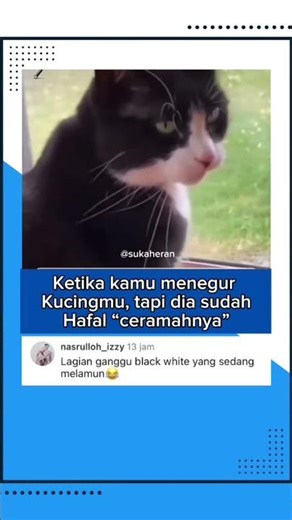 Bla-bla-blaaa😂😭#cat