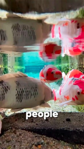 Fish in the Sewer… But Here’s Why