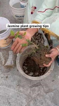 Jasmine plant growing #jasmine #plants #garden #flowers #gardening #shorts ‪@OrganicGardening1918‬