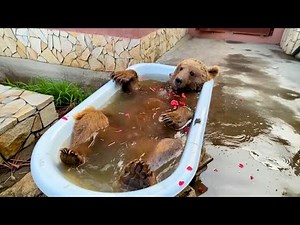 Best of Bear Encounter Compilation 2025 | Playful Or Scary?