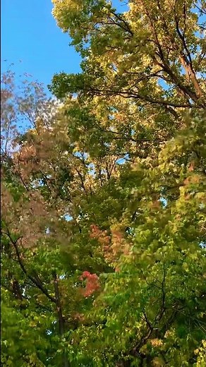 Rustling of leaves ASMR, wind sound