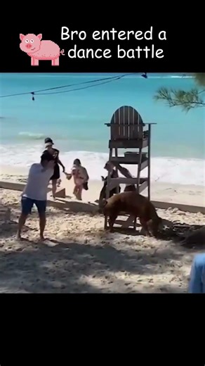 “These Animals Think It’s a Dance Battle 💃🐶” #funny #shorts