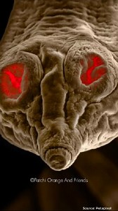 Intestinal parasites or worms are very common to our pets. According to Cornell University it is estimated that up to 45% of cats may be infected with intestinal parasites. The most common intestinal parasites that infect cats are roundworms, hookworms, tapeworms, coccidia, and Giardia. Learn more from this video. #catlovers #cathealth #catvideo #catsoffacebook #petlovers | Patchi, Orange & Friends