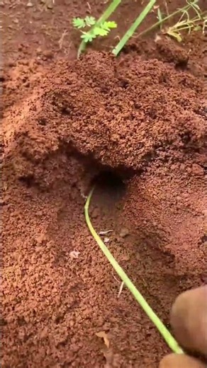 Bullet ants VS Crickets insect #shortvideo #fyp #foryou