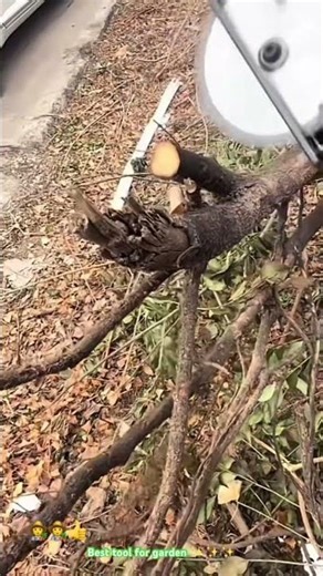 Testing tool pruning tree : How it’s work efficiency