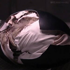 2.2K views · 123 reactions | The hatching of our second blonde emu 讀 these birds are amazing to watch hatch... | White House on the Hill | Facebook