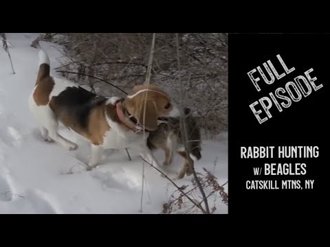 Catskill Mountains NY ~ RABBIT Hunting with Dogs