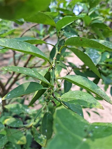 Respuesta a @said.naranjo7 vamos por epazote a el huerto de mi hija vale #huerta #plantas #frutas #epazote