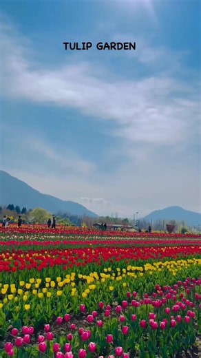 Asia's Largest Tulip 🌷 Garden Srinagar Kashmir #tulipgardenkashmir #srinagar #tulip #kashmir