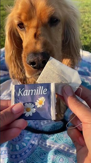 🐶 4 Kräuter für deinen Hund, die positiv wirken können 🐕