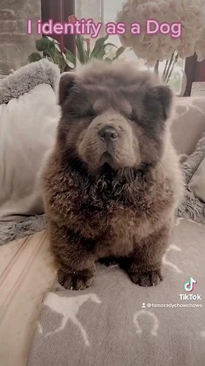 Chow Chow Baby