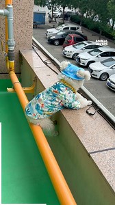 260K views · 5.4K reactions | When Your Dog Acts More Human Than You... | Animal Lovers | Facebook