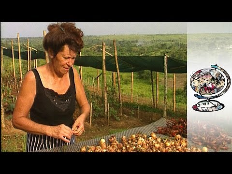 The White South Africans Starting Again in the Congo