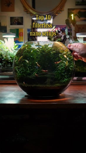 Quan Tran on Instagram: "A compilation of my top 10 filter-less nano aquariums. The plants in my aquariums do an amazing job of taking up nutrients and oxygenating the water so I don't feel like it's necessary to add filters. I always find that I have to supplement the aquariums with additional fertilisers because the fish and shrimp don't produce enough Nitrate and Phosphate for the plant mass. The only piece of equipment I use are lights so my tanks are silent, which is ideal since many of the