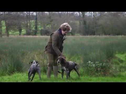 German Shorthaired Pointers picking up at driven shoot