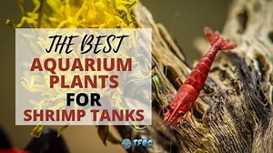 8 Best Plants For Shrimp A Tank | Easy Shrimp Safe Plants