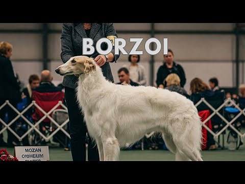 The Art of Borzoi: Capturing Canine Elegance