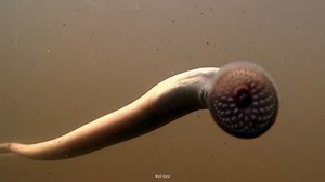 The terrifying evolution of the world’s most disturbing fish