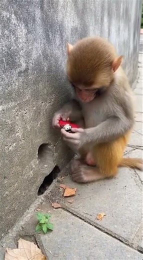 No One Is Safe from This Monkey’s Pranks! 😅 Watch the funniest moments unfold