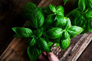 Comment faire durer son basilic en pot le plus longtemps possible ?