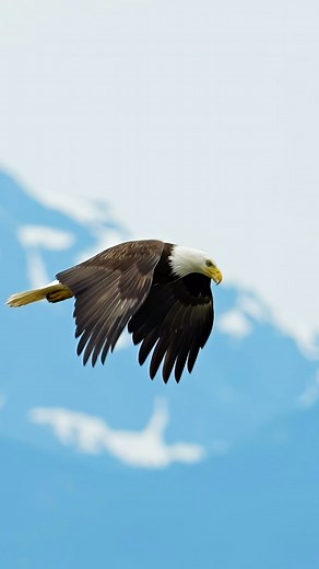 Traveling to find raptors can be fun! #baldeagles #wildlifewithamber #nature #birdsinflight #sonyalpha | Amber Favorite Photography