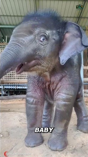 The Most Chill Elephant on Earth Lives in Borneo. #documentary#usashorts#fyp