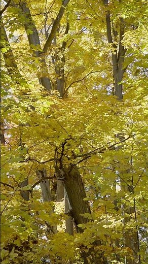 Relaxing Autumn Beauty in 4K HDR - Relaxing Nature for Stress Relief #fallintoshorts