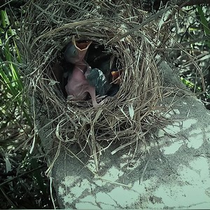 Cuckoo baby is trying to get out of the nest | Review Bird Nest