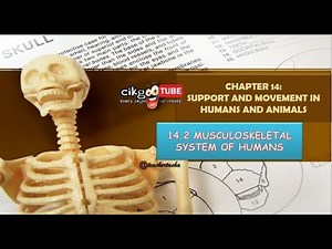 BIOLOGY KSSM FORM 4: 14.2 MUSCULOSKELETAL SYSTEM OF HUMANS