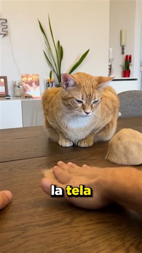 Le Hizo El Regalo Perfecto a su Gato 🎁🌟 | Alejo vlog