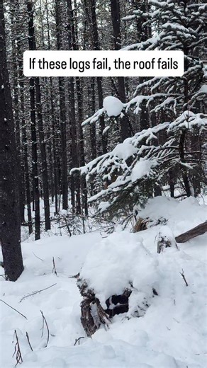 Nature Daddy on Instagram: "If these logs fail, the roof fails. Hauling logs is where a bushcraft roof really begins. 🌲🪵 Once snow loads up and weather starts pushing back, every piece of wood gets tested. Grain, straightness, and how each log was cut decide whether that roof holds strong or slowly gives way. This is the unglamorous side of off-grid building. Slow hauling, careful choices, and knowing that one weak decision now shows up later when it’s cold, wet, and unforgiving. When you’re b