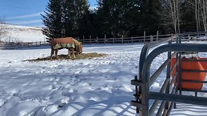 Julians tour of the paddock today..! | Rosemary Farm