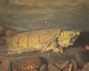 Coal mine threatens endangered north Alabama turtle, environmental groups say