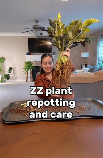 728K views · 21K reactions | A ZZ can be E-Z  some more care tips...