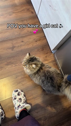 Attention required 24/7 🥰🥰 #kitten #cat #love #cattok