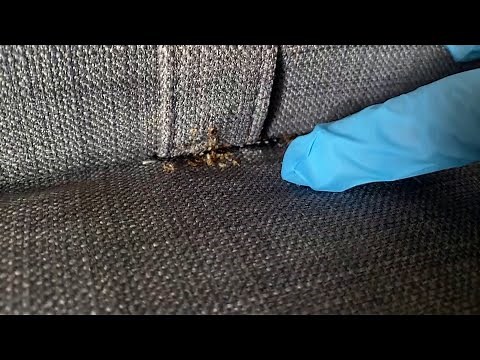How to Prevent a Bed Bug Infestation in Your Home